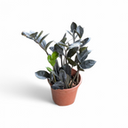 ZZ Combo (Raven + Green) - ZZ - Soiled