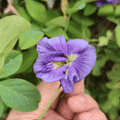 Purple Aparajita Flower Seeds (Clitoria Ternatea) - Seed - Soiled