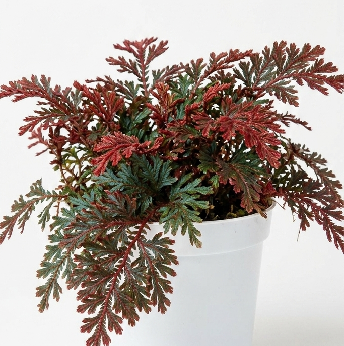 Ruby Red Club Moss (Selaginella Erythropus)