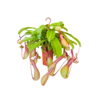 Pitcher Plant (Nepenthes Ventrata)
