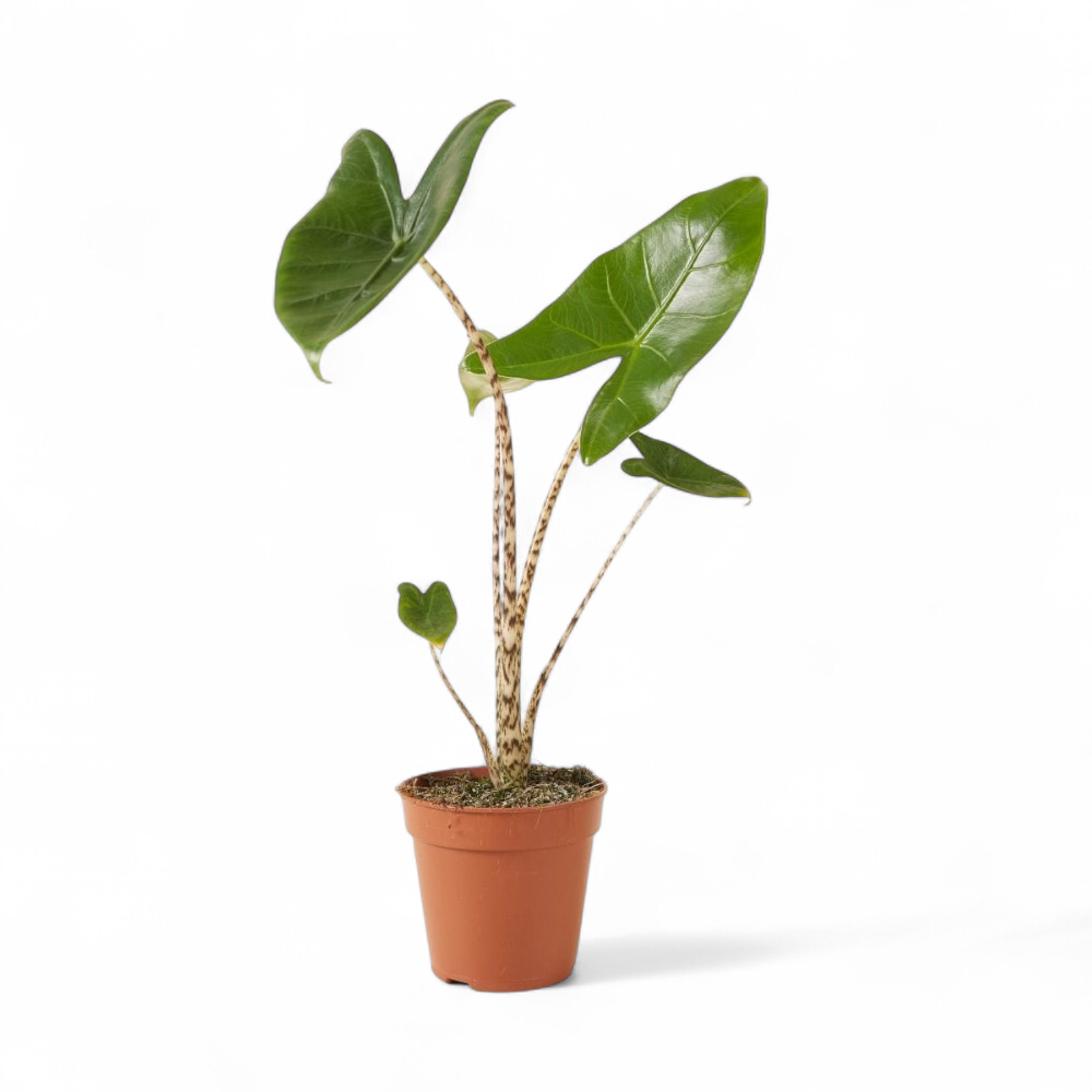 Alocasia Zebrina - Alocasia | Soiled