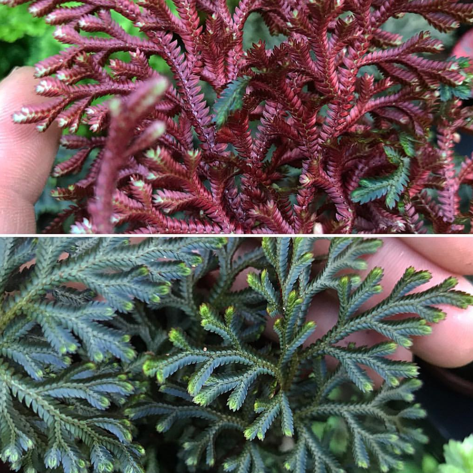 Ruby Red Club Moss (Selaginella Erythropus)