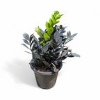 ZZ Raven (Zamioculcas zamiifolia 'Raven') - ZZ - Soiled