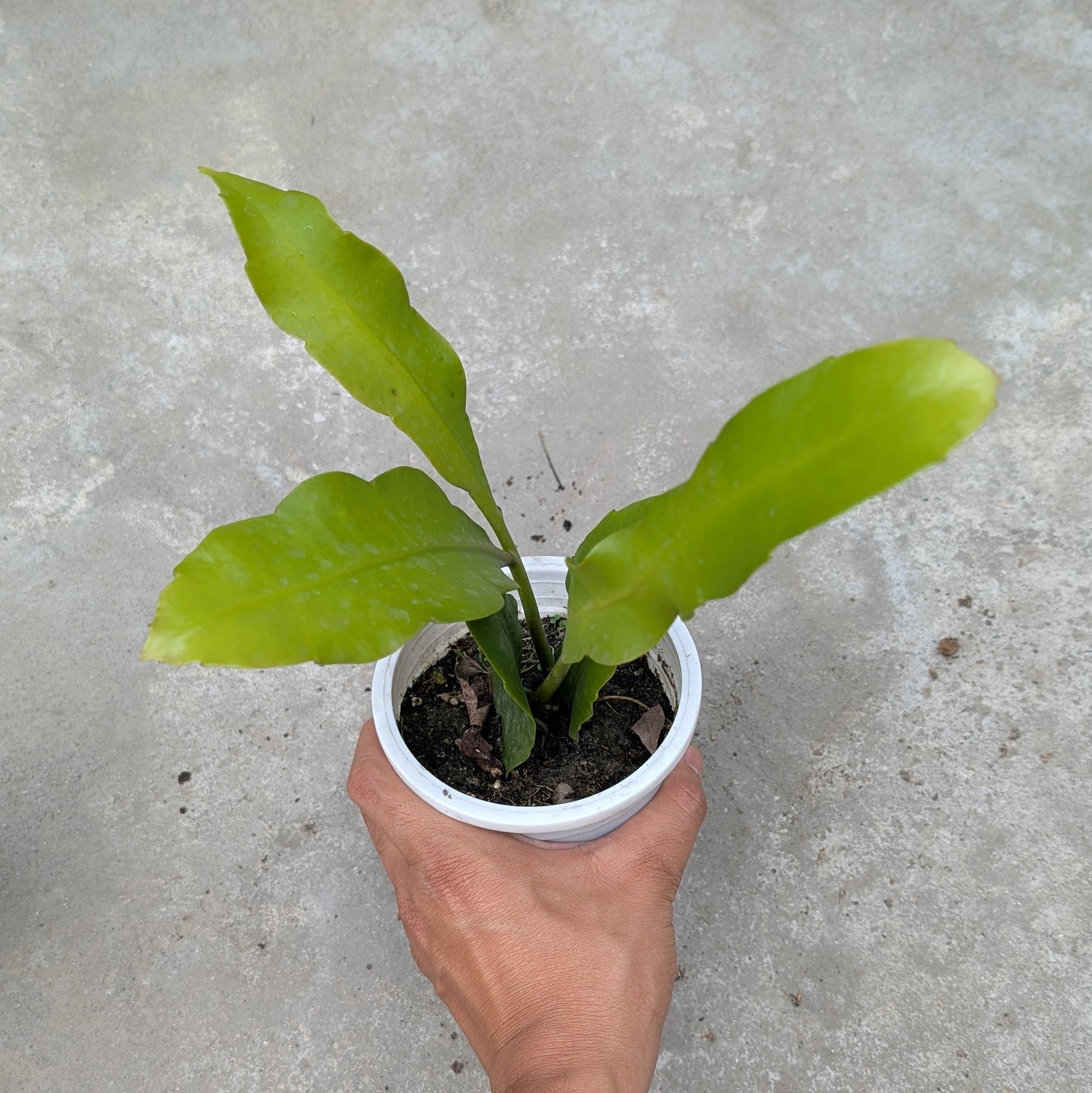 Combo - Chinese Star Jasmine + White Brahma Kamal + Lemon Vine -  - Soiled