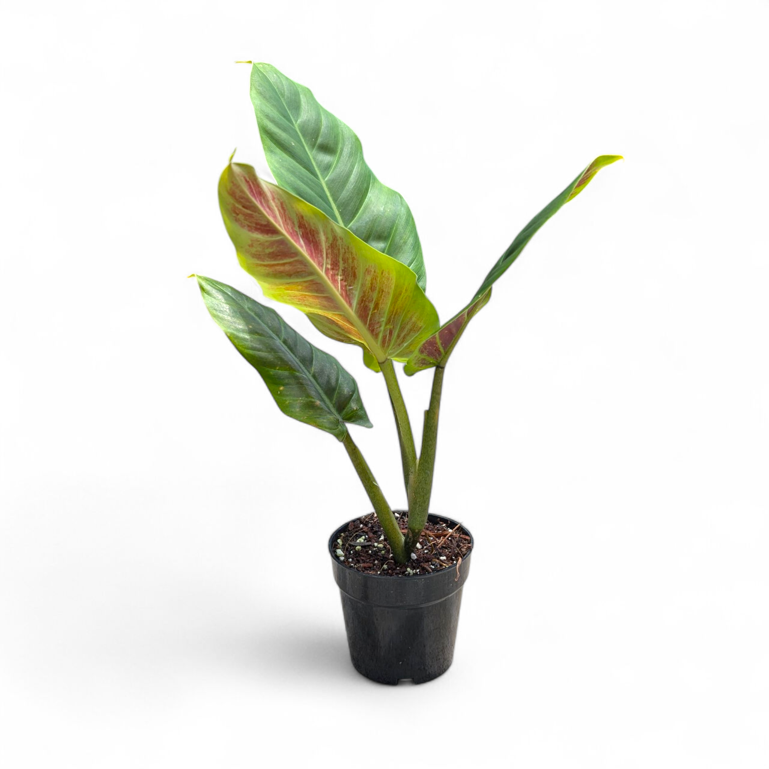 Philodendron Subhastatum