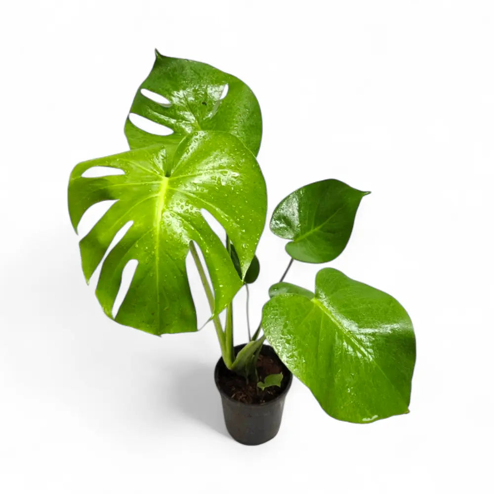 Monstera deliciosa – Split Leaf Indoor Plant | Soiled