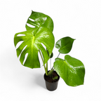 Monstera Deliciosa - Monstera - Soiled