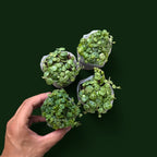 Strings of Turtles (Peperomia Prostrata)