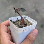 Phyllanthus Mirabilis