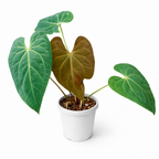 Anthurium 'Papillilaminum x Magnificum'