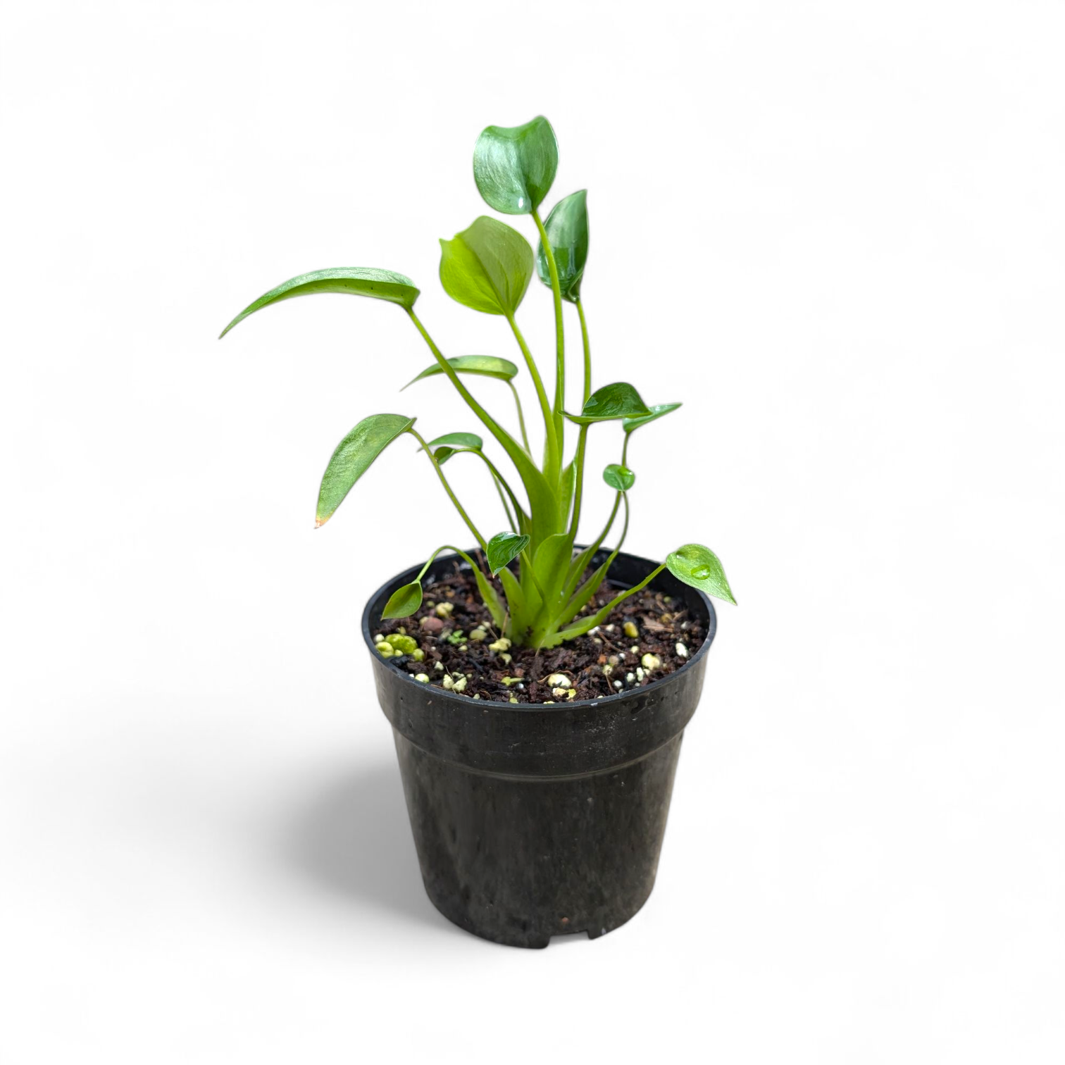 Alocasia Tiny Dancer