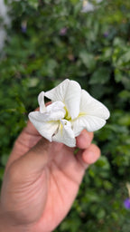 White Aparajita Flower Seeds (Clitoria Ternatea)