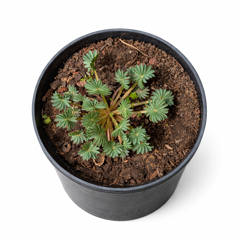 Oxalis Palmifrons (Palm Leaf Oxalis)