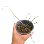 Alocasia 'Flying Squid'