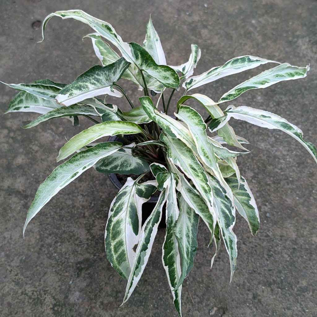 Syngonium 'Starlite'