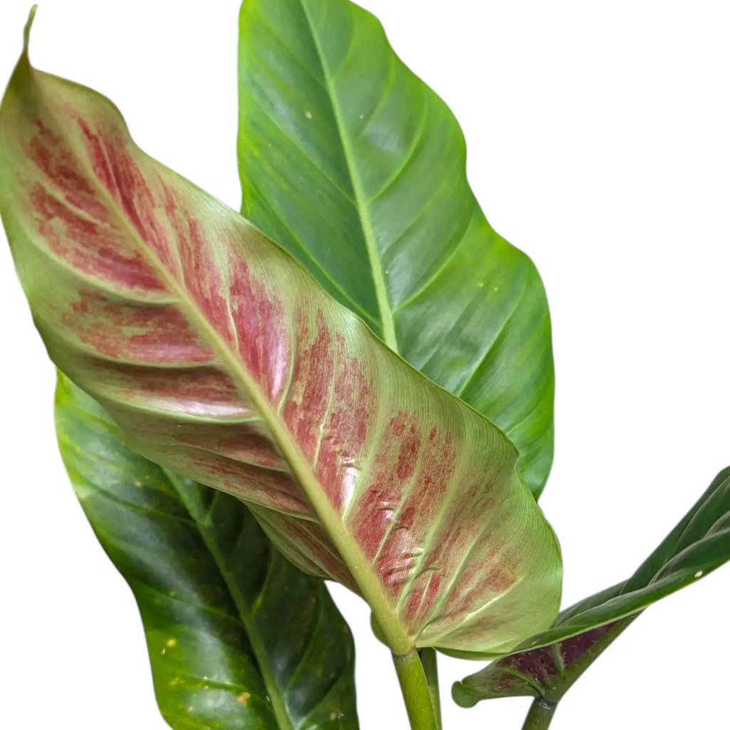 philodendron subhastatum variegated Buy Philodendron Subhastatum
