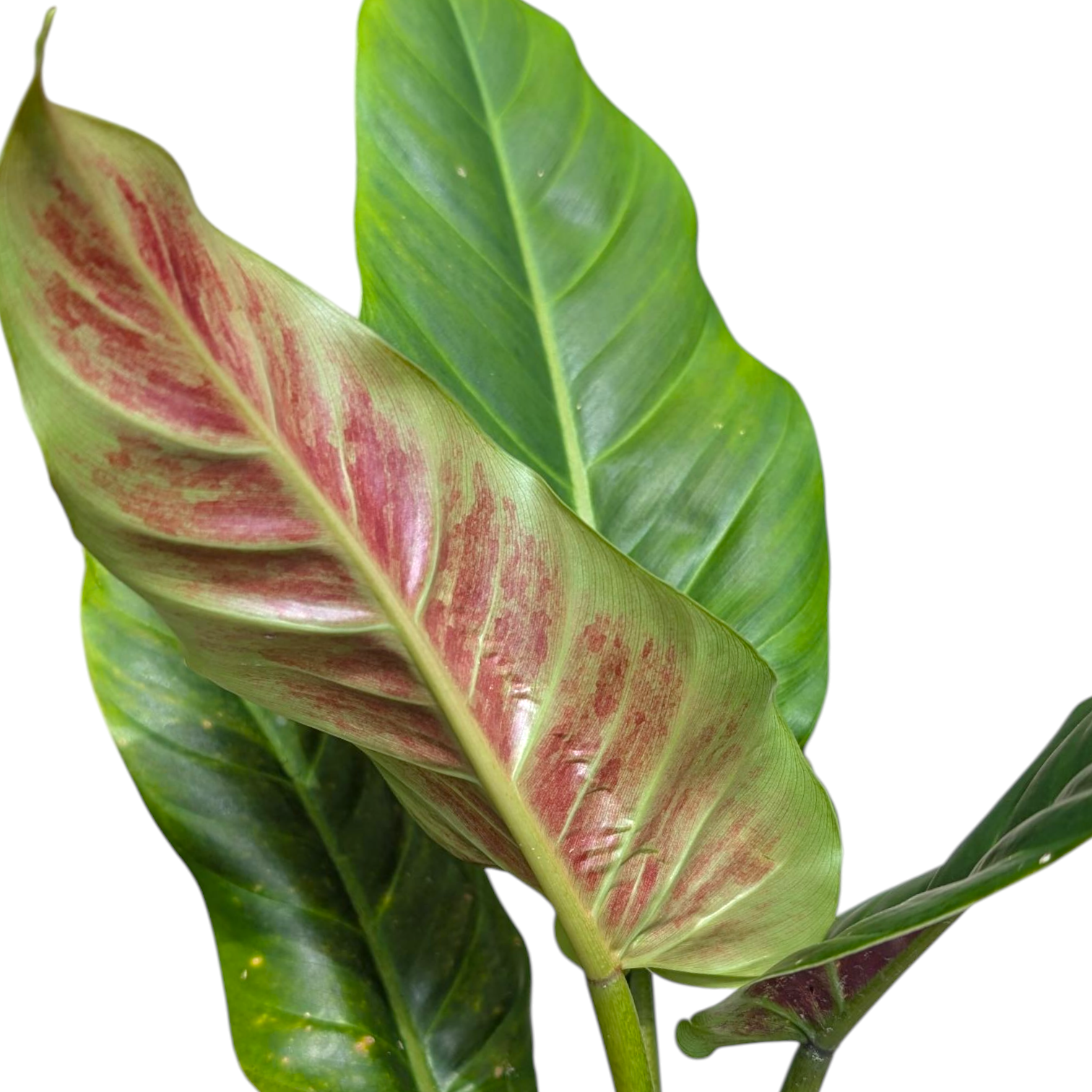Philodendron Subhastatum