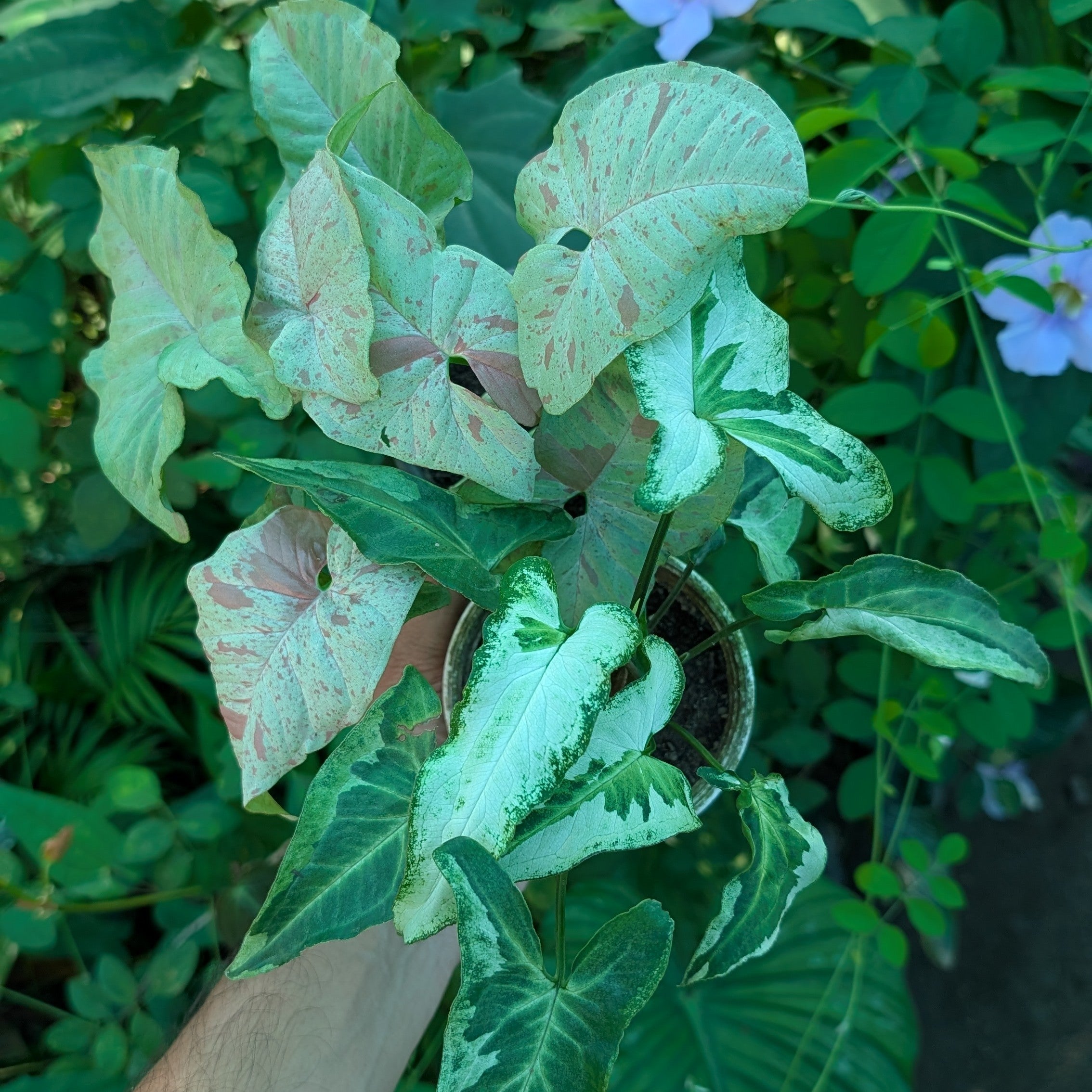 Combo (Syngonium Milk Confetti + Three Kings)