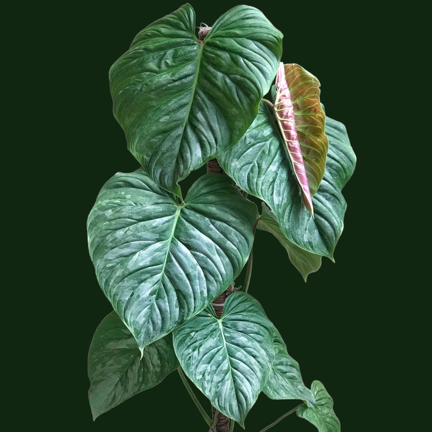 majestic philodendron Philodendron Majestic - Impressive Hybrid Plant
