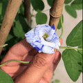 Clitoria Ternatea 'Night Sky' | Variegated Aparajita Flower Seeds - Seed - Soiled