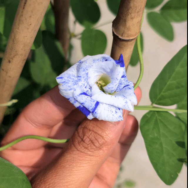 Clitoria Ternatea 'Night Sky' | Variegated Aparajita Flower Seeds - Seed - Soiled