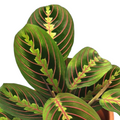 Maranta Leuconeura ‘Fascinator Tricolor’ - Foliage - Soiled