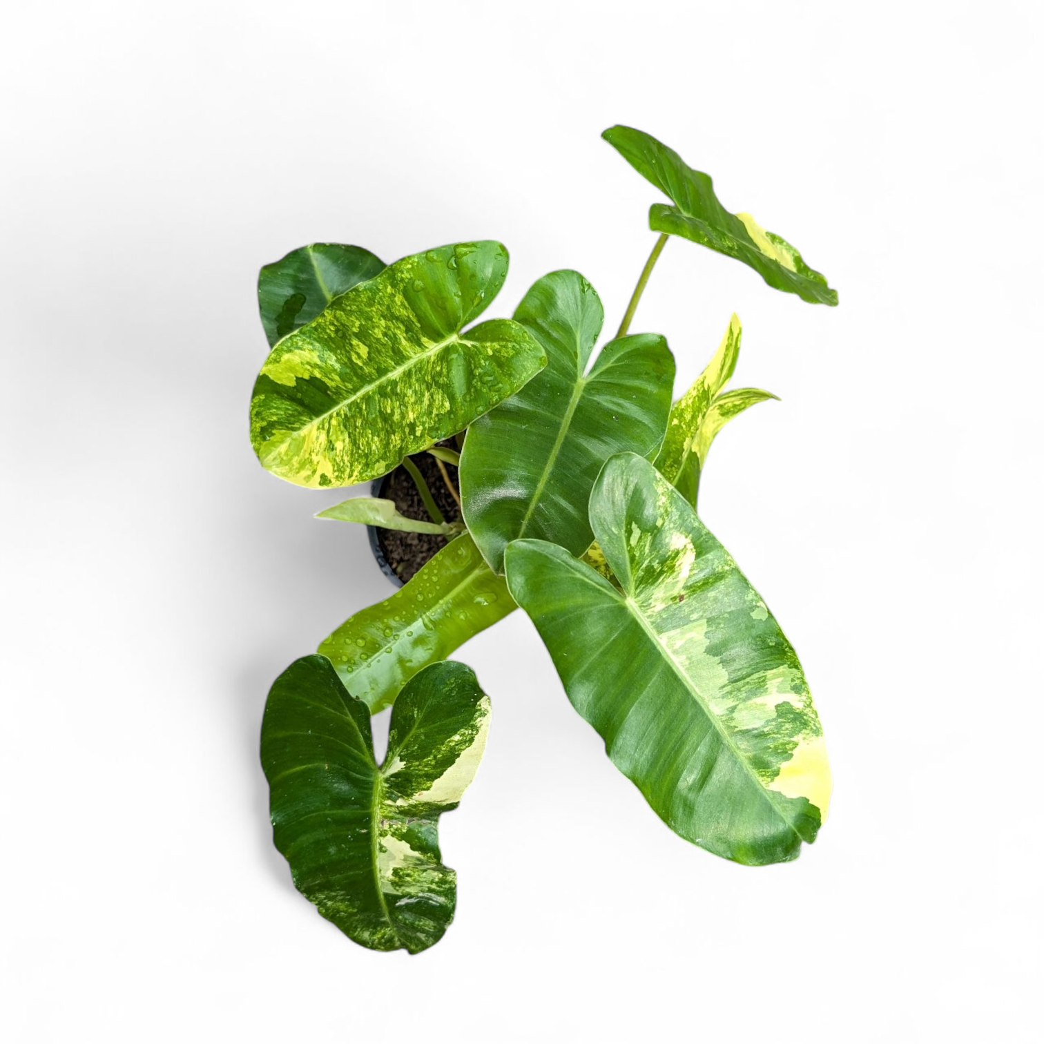 Philodendron ‘Burle Marx Variegata’