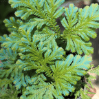 Blue Peacock Fern (Selaginella Willdenowii) - Fern - Soiled
