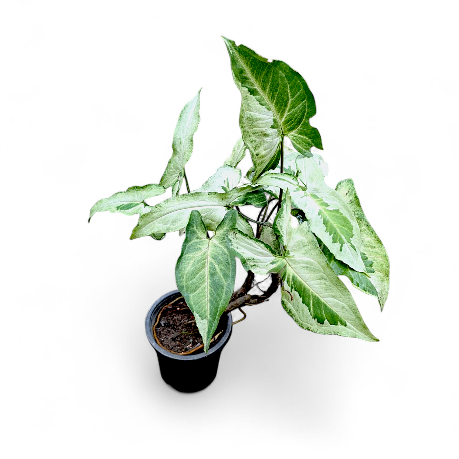 Syngonium Combo Pack (Pixie Mini, Three Kings, Starlite & Pink Splash)