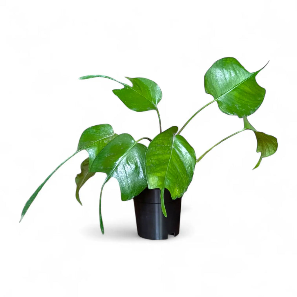 skeleton key philodendron Epipremnum Pinnatum 'Skeleton Key' | Rare Plant