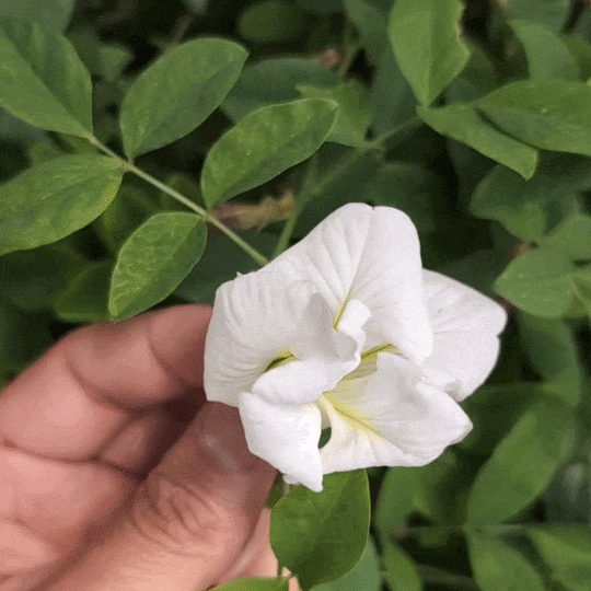 White Aparajita Flower Seeds (Clitoria Ternatea)