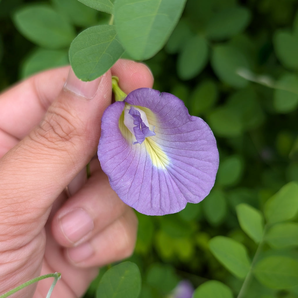 Purple Aparajita (Clitoria Ternatea) Flower Seeds - Single Petal