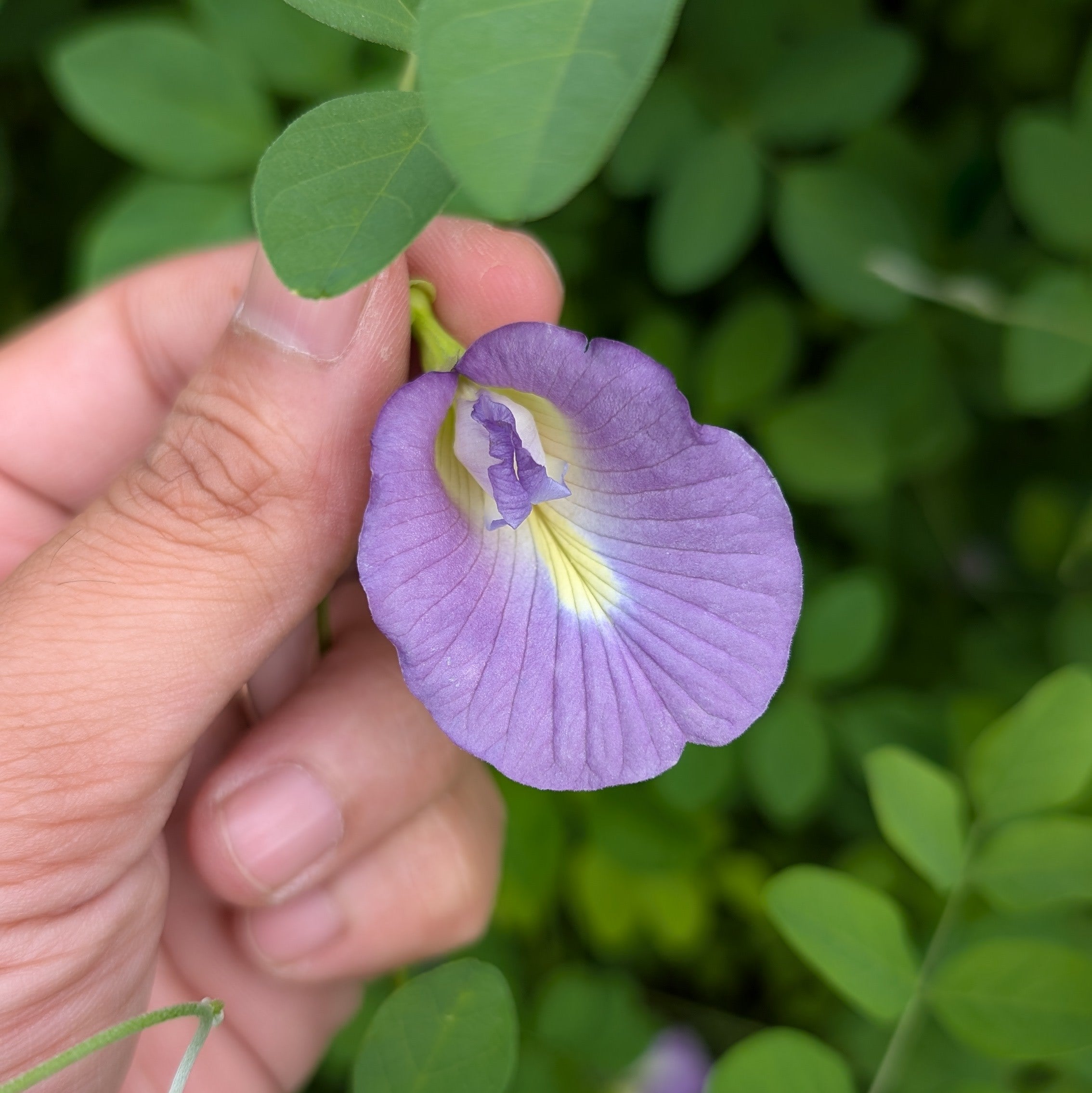 Purple Aparajita (Clitoria Ternatea) Flower Seeds - Single Petal