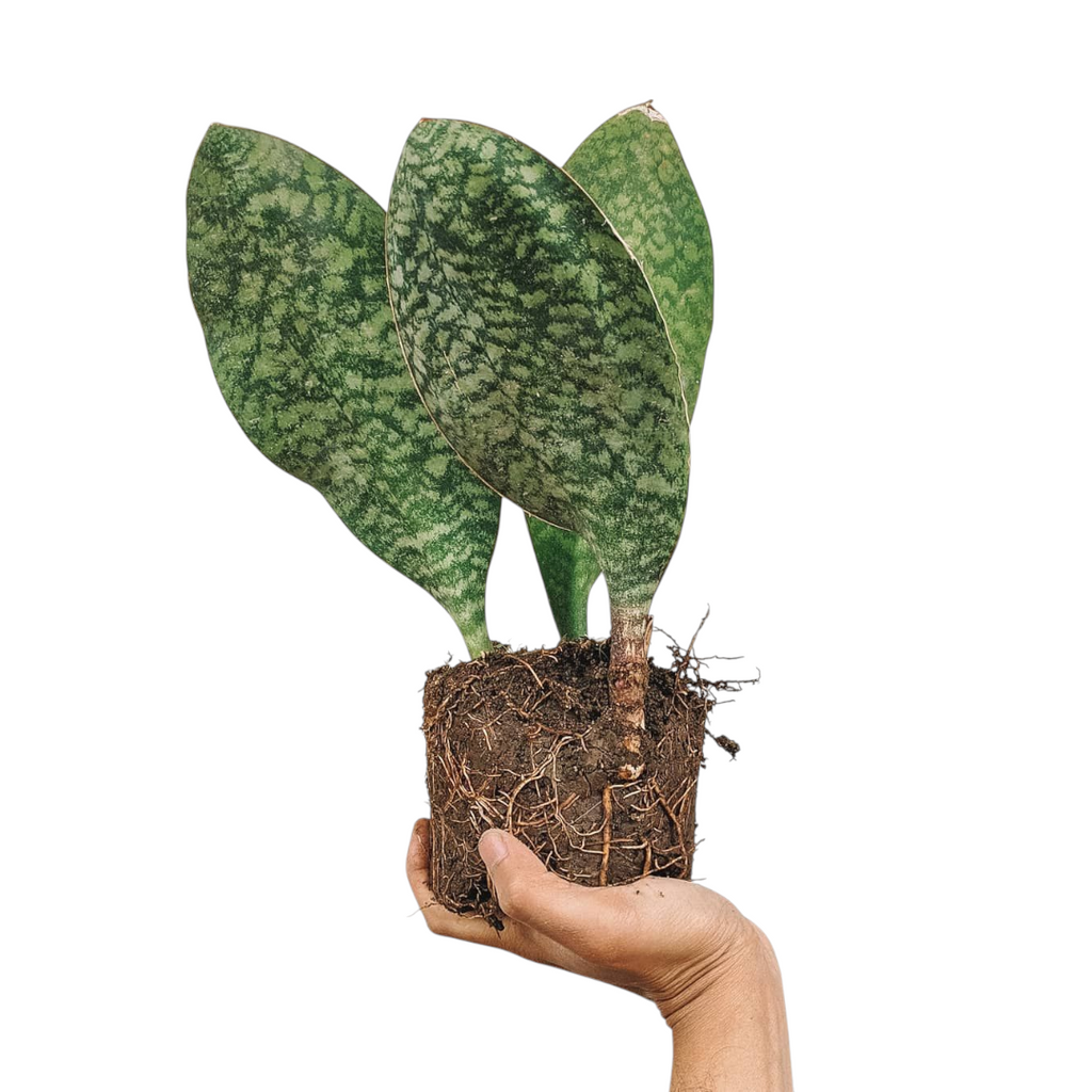 Sansevieria Masoniana (Whalefin Snake Plant)
