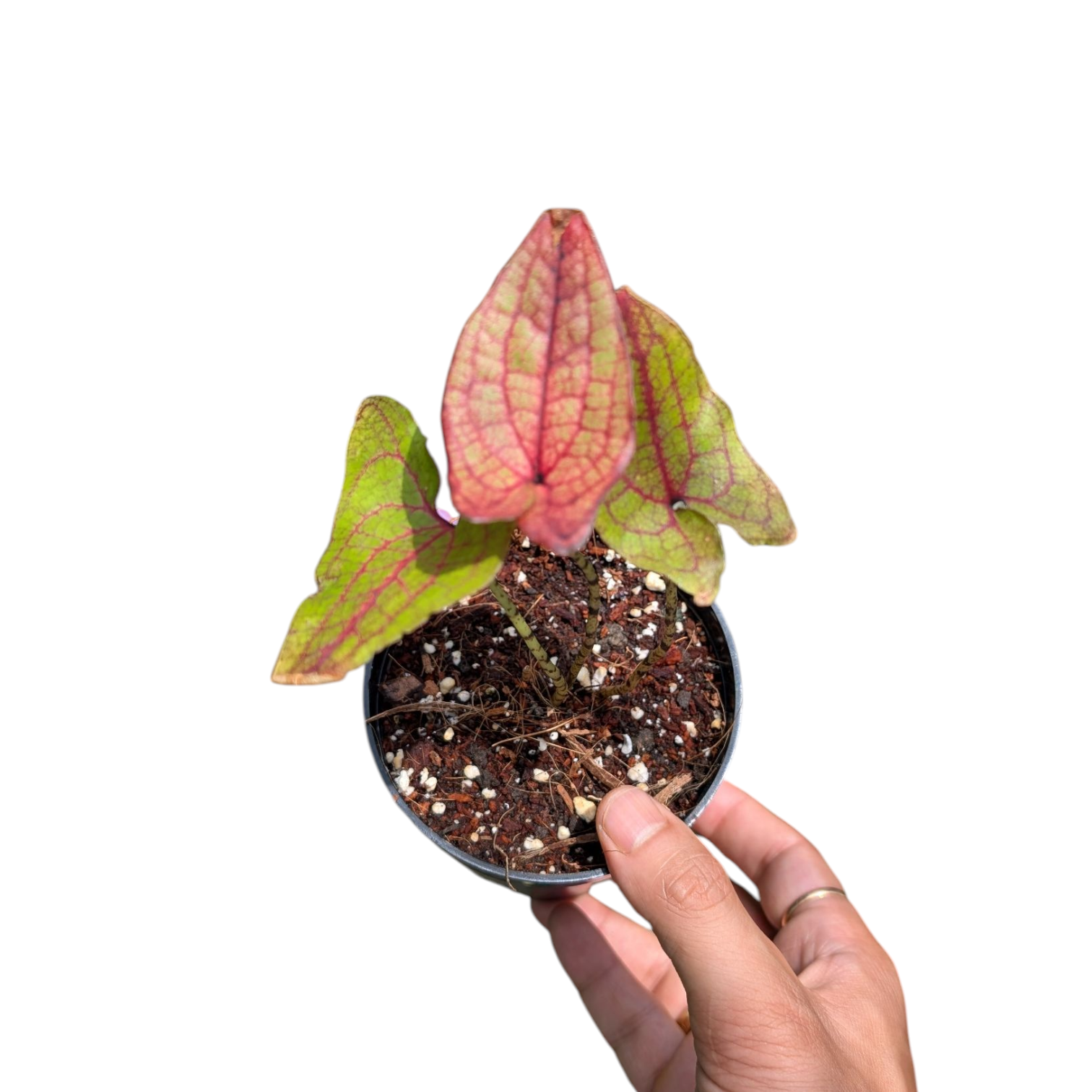 Cyrtosperma Johnstonii