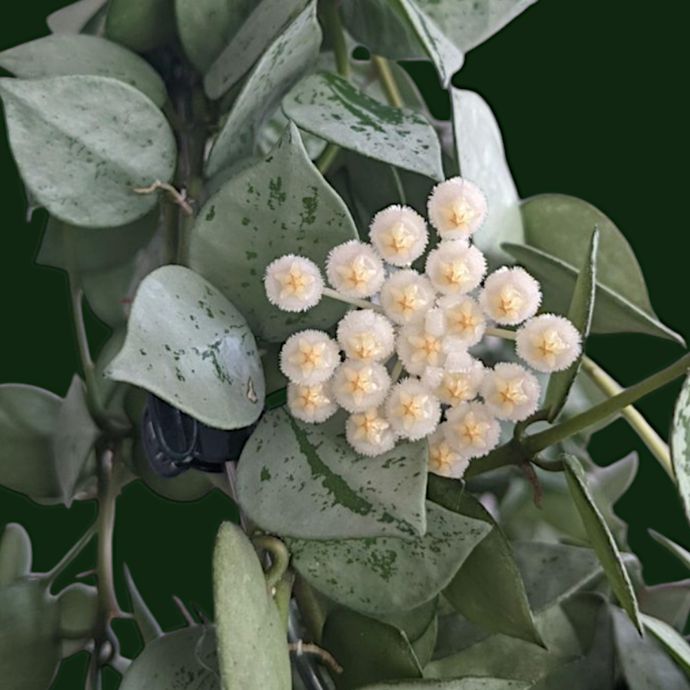 Hoya Krohniana 'Eskimo' - Hoya - Soiled
