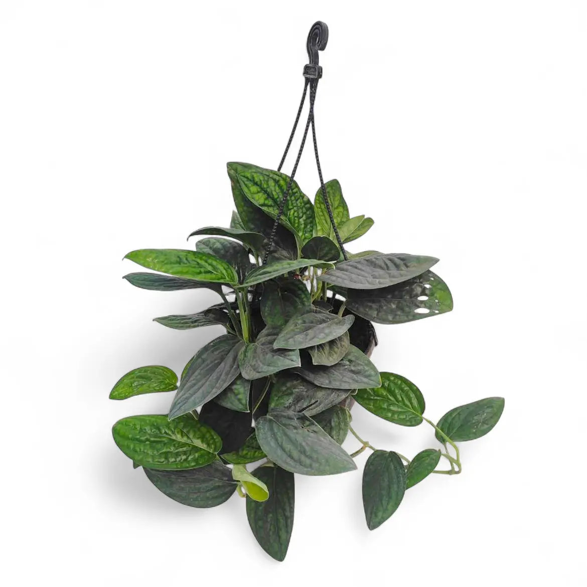 pothos peru Buy Monstera Peru