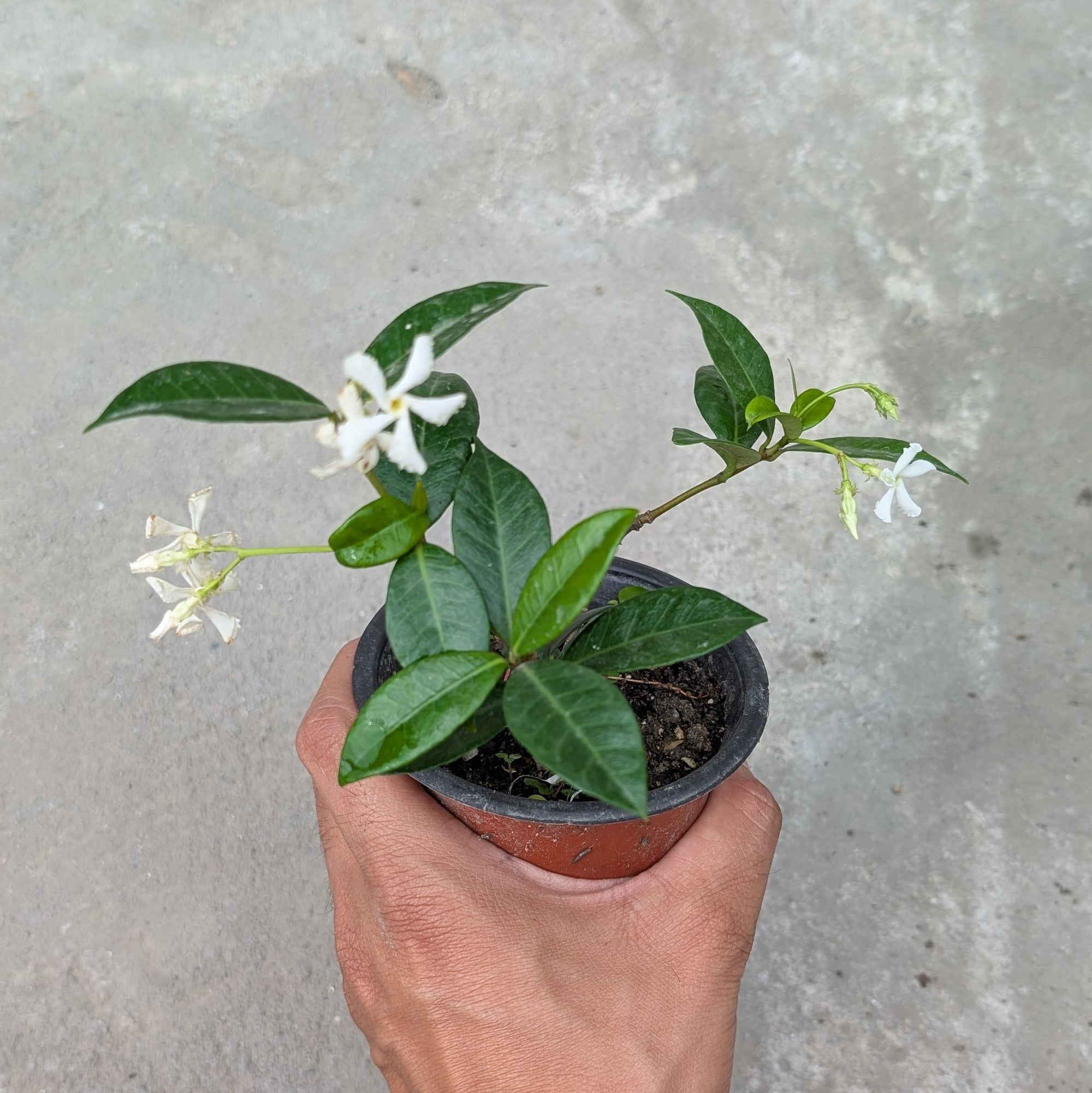 Combo - Chinese Star Jasmine + White Brahma Kamal + Lemon Vine -  - Soiled