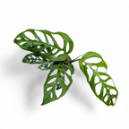 Monstera Epipremnoides (Esqueleto)