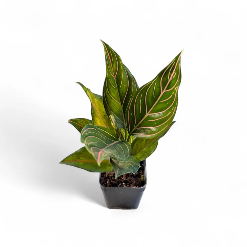 aglaonema rotundum Aglaonema Rotundum – Soiled