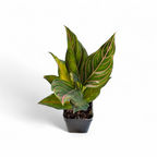 Aglaonema Rotundum - Aglaonema - Soiled