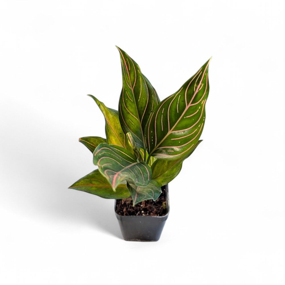 Aglaonema Rotundum - Aglaonema - Soiled
