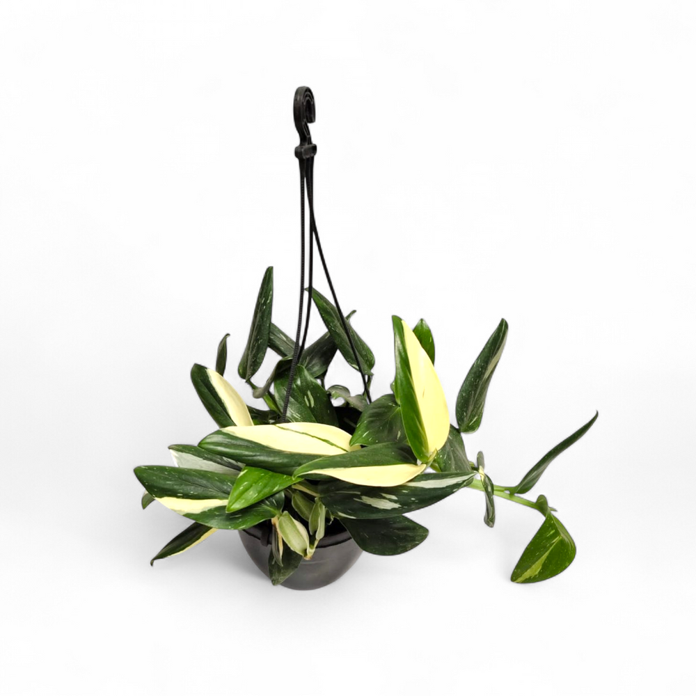 Monstera Standleyana Albo Variegata - Foliage - Soiled