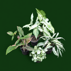 Syngonium Combo Pack (Pixie Mini, Three Kings, Starlite & Pink Splash)