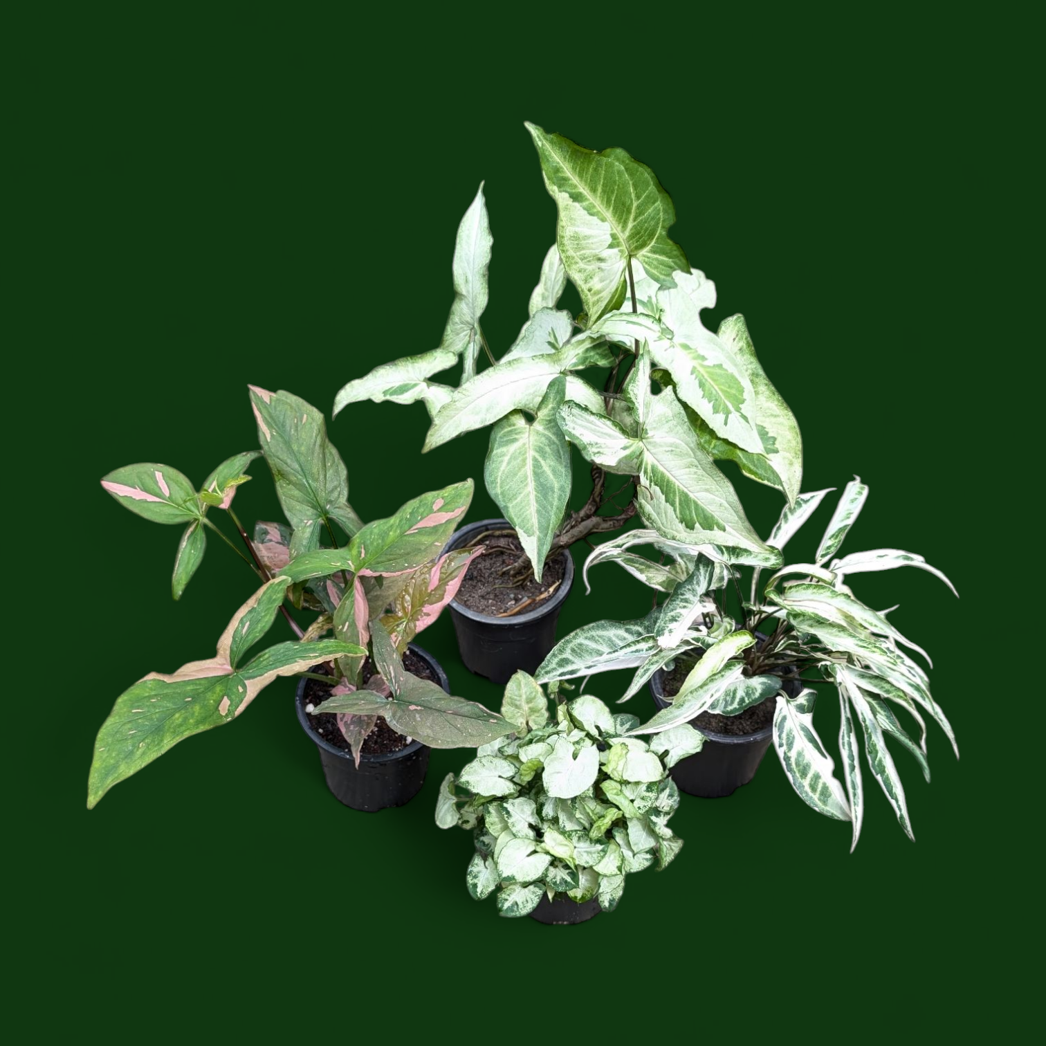 Syngonium Combo Pack (Pixie Mini, Three Kings, Starlite & Pink Splash)