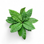 Anthurium Reflexinervium