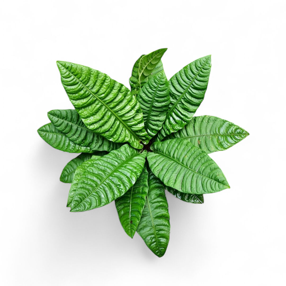 Anthurium Reflexinervium