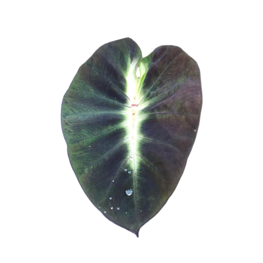 Colocasia Tropical Storm
