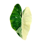 Colocasia 'Milky Way'
