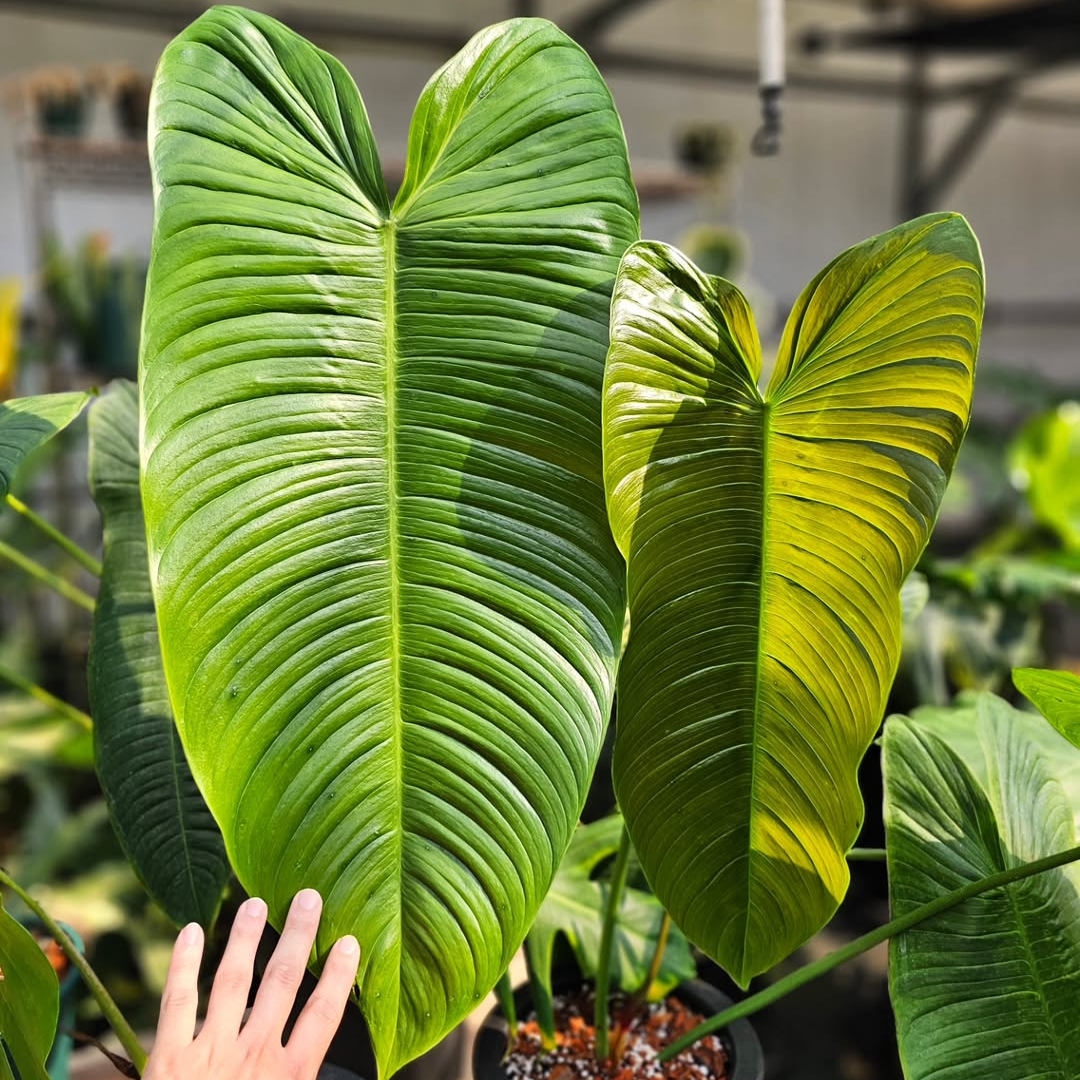 Philodendron Sharoniae